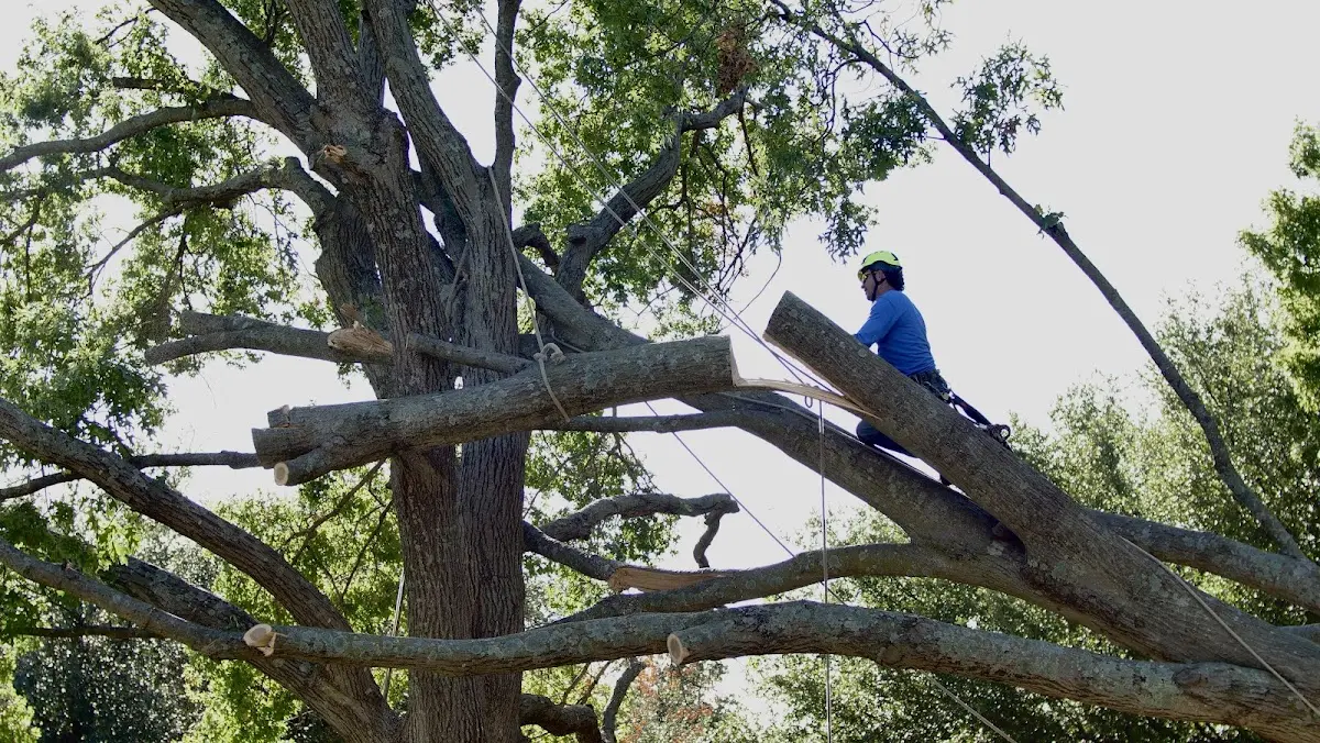 Professional Crown Thinning performed by certified arborists in Holland