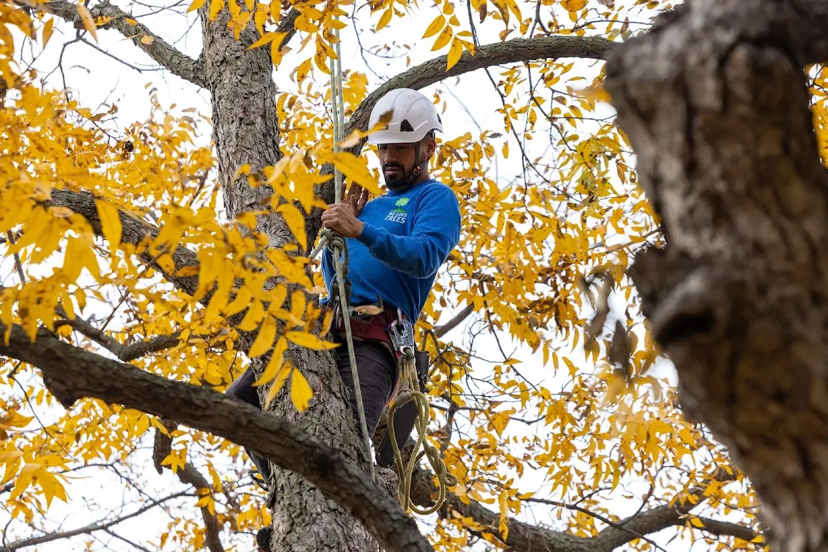 Skilled Tree Transplanting crew working in Holland