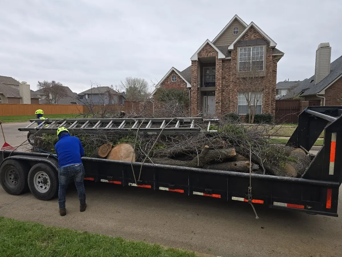 Expert Tree Pest Control with proper safety equipment in Holland